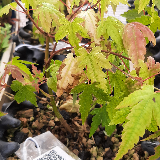 Érable palmé (Acer palmatum)