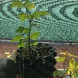 Érable sycomore (Acer pseudoplatanus)
