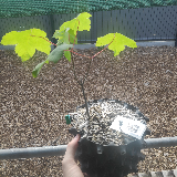 Érable sycomore (Acer pseudoplatanus)