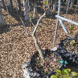 Poirier sauvage (Pyrus pyraster)
