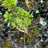 Buis commun (Buxus semperviens)