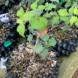 Pommier sauvage (Malus sylvestris)