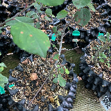 Pommier sauvage (Malus sylvestris)