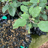 Pommier sauvage (Malus sylvestris)