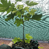 Érable sycomore (Acer pseudoplatanus)