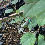 Pommier sauvage (Malus sylvestris)