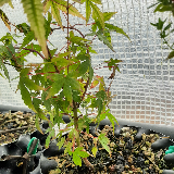 Érable palmé (Acer palmatum)