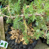 Genévrier commun (Juniperus communis)