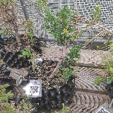 Genévrier commun (Juniperus communis)