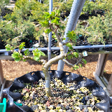 Orme champêtre (Ulmus minor)