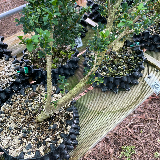 Buis commun (Buxus semperviens)