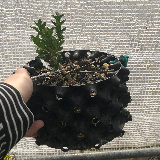 Buis commun (Buxus semperviens)