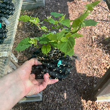 Tilleul commun (Tilia X vulgaris)