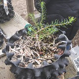 Mélèze d'Europe (Larix decidua)