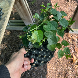 Cerisier de Sainte Lucie (Prunus Mahaleb)