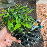 Cognassier du japon (Chaenomeles japonica)