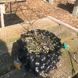 Pommier sauvage (Malus sylvestris)