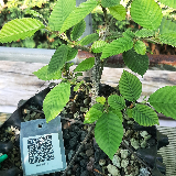 Charmes commun (Carpinus betulus)