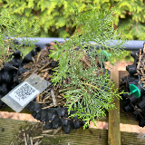 Genévrier de chine (Juniperus chinensis)