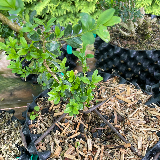 Buis commun (Buxus semperviens)
