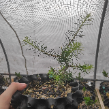 Mélèze d'Europe (Larix decidua)