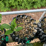 Pommier sauvage (Malus sylvestris)