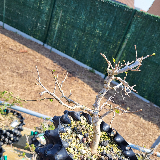 Orme champêtre (Ulmus minor)
