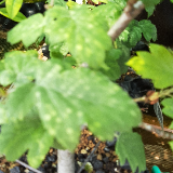 Sorbier Torminal (Alisier) (Sorbus torminalis)