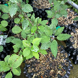 Pommier sauvage (Malus sylvestris)