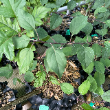 Pommier sauvage (Malus sylvestris)
