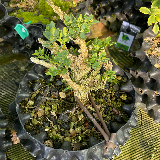 Buis commun (Buxus semperviens)