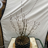 Charmes commun (Carpinus betulus)