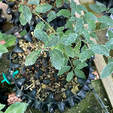 Érable sycomore (Acer pseudoplatanus)
