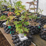 Érable champêtre (Acer campestre)