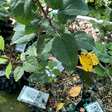 Pommier sauvage (Malus sylvestris)