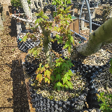 Érable champêtre (Acer campestre)