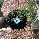 Genévrier de chine (Juniperus chinensis)