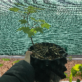 Érable sycomore (Acer pseudoplatanus)