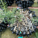 Mélèze d'Europe (Larix decidua)