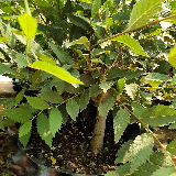 Orme champêtre (Ulmus minor)