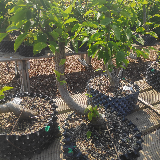 Charmes commun (Carpinus betulus)