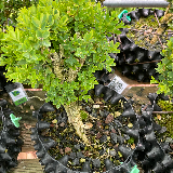 Buis commun (Buxus semperviens)