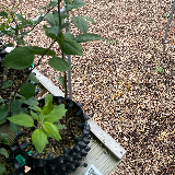 Pommier sauvage (Malus sylvestris)