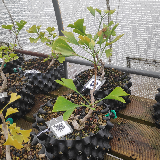 Ginkgo (Ginkgo biloba)