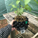 Cornouiller sanguin (Cornus sanguinea)