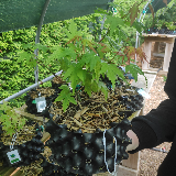 Érable palmé (Acer palmatum)