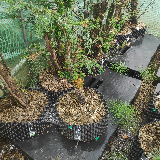 If commun (Taxus baccata)