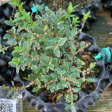 Buis commun (Buxus semperviens)