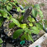 Cognassier du japon (Chaenomeles japonica)