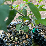 Pommier sauvage (Malus sylvestris)